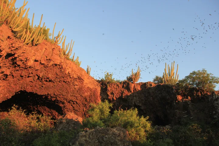 Entrada de la Cueva de los Murciélagos